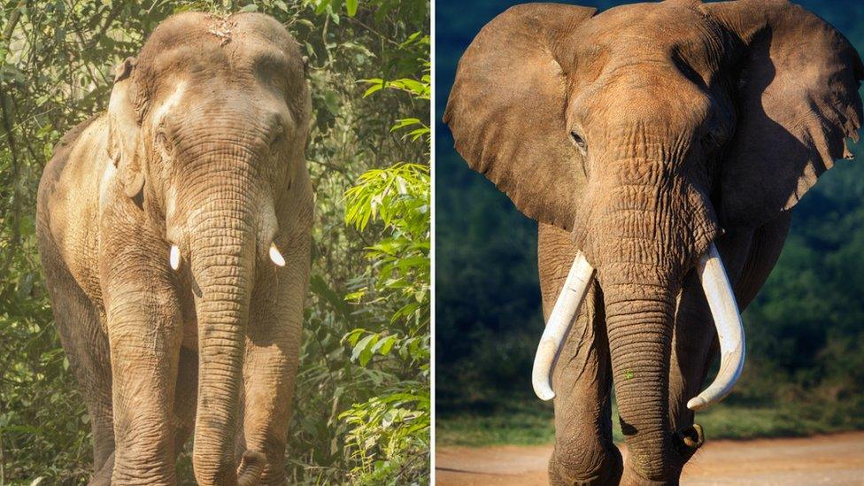 On the left - male Asia elephant standing in the woods Khao yai national park Thailand, and on the right - Elephant approaching in Addo National Park in South Africa