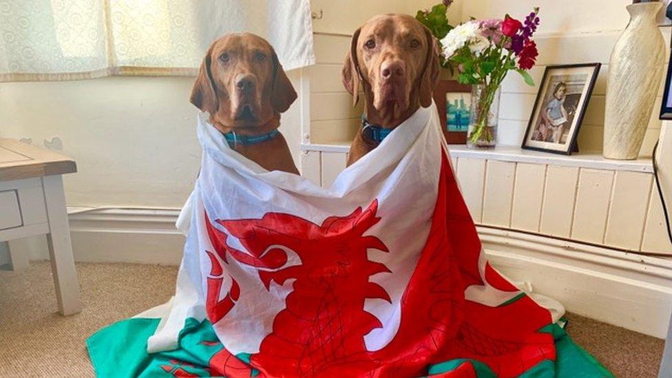 Claire Millar's Hungarian Vizsla dogs were feeling very patriotic