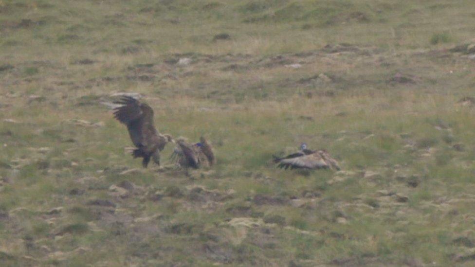 White-tailed eagles