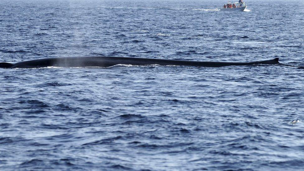 Blue whale surfacing