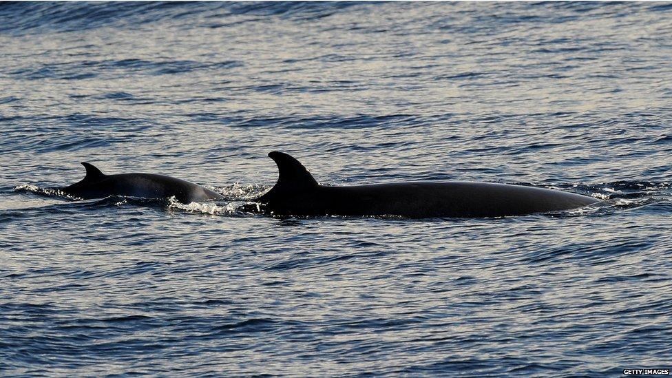 Minke whale