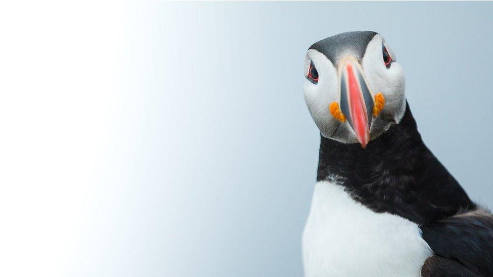 puffin-looking-into-camera