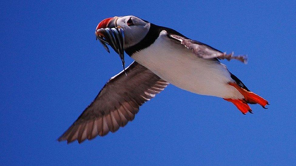 Puffins