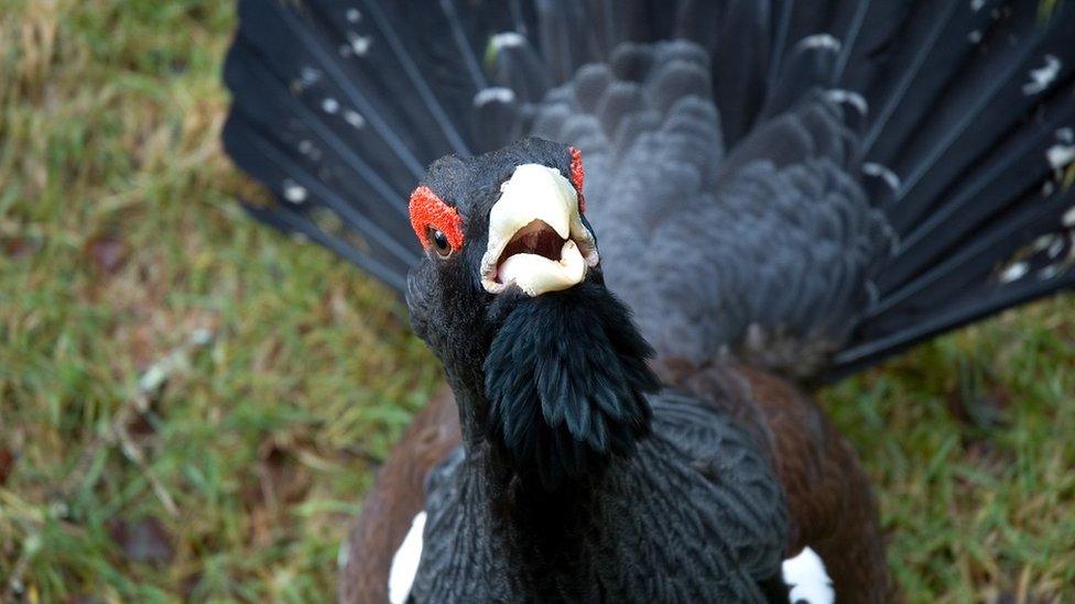 Capercaillie