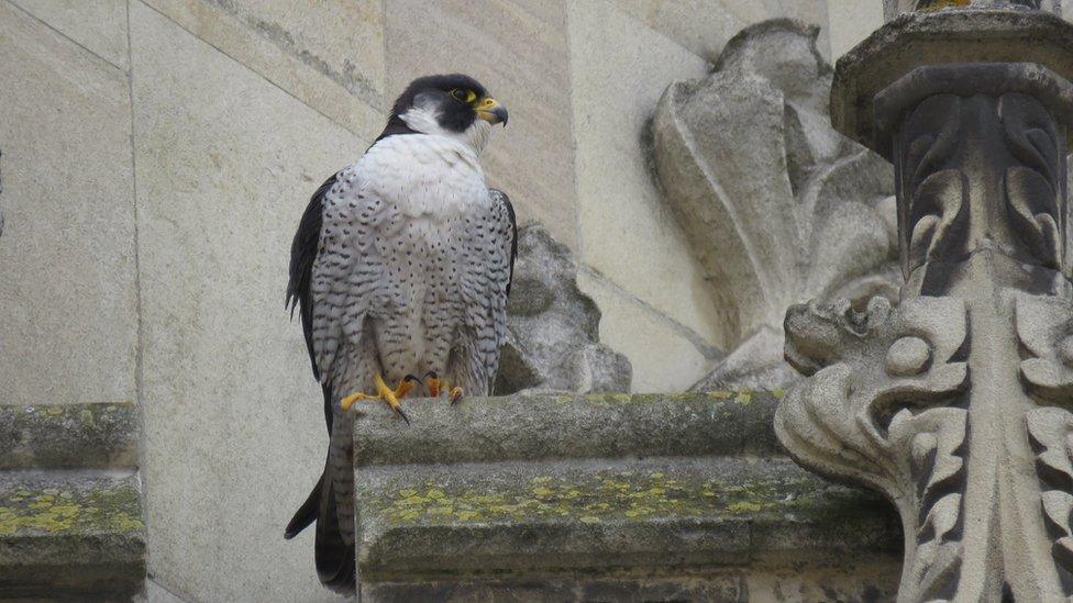 Adult peregrine falcon perching