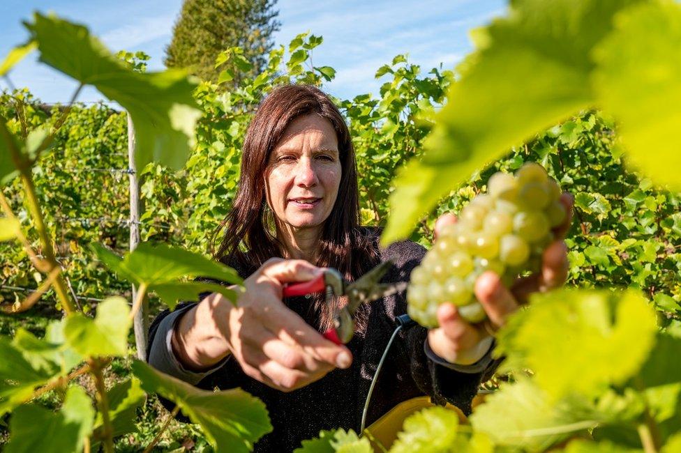 Volunteers take part in the annual harvest at Breaky Bottom vineyard in Lewes