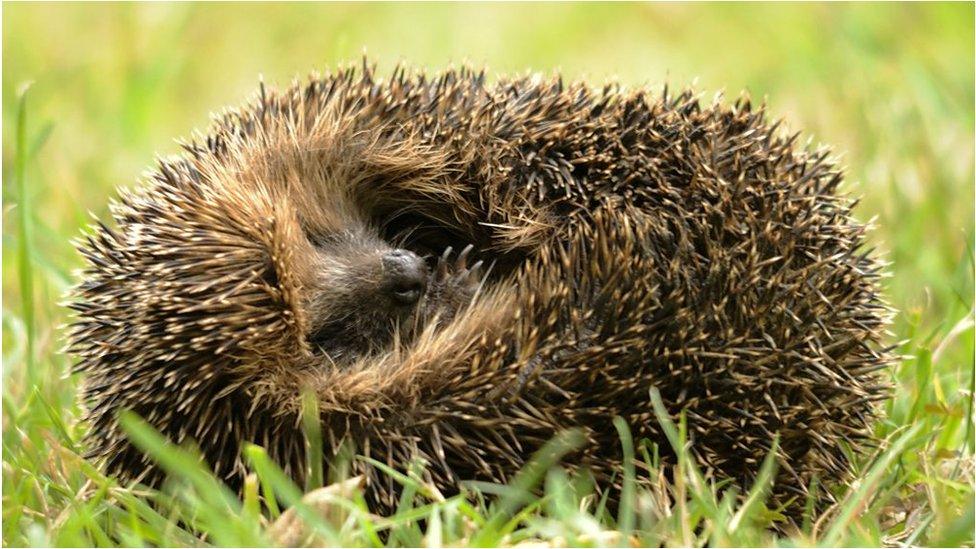 A hedgehog rolled up into a ball