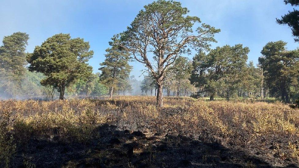 Scorched grassland and a tree