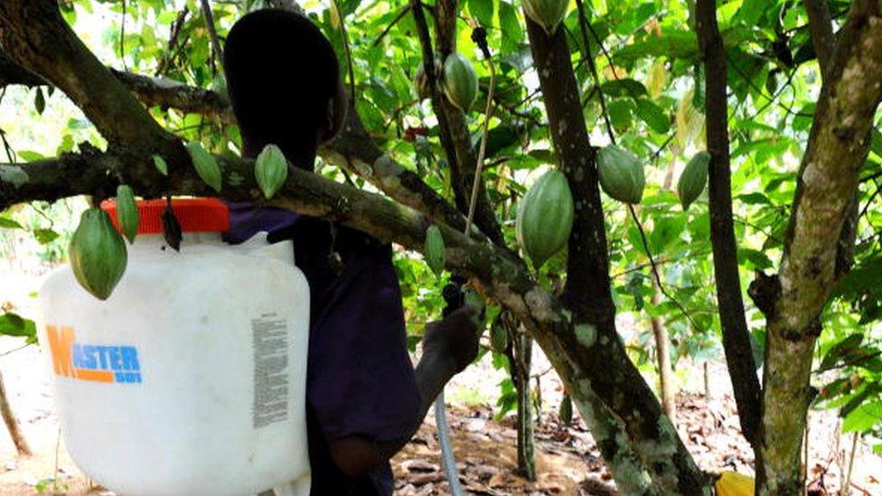 An employee sprays insecticide on a cocoa tree in the village of Yao-Akakro, in the Aboisso region on March 1, 2009. Ivory Coast is the world's largest cocoa producer.