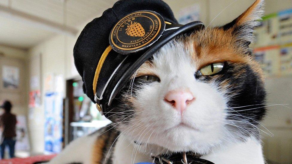 Tama the feline station master in Kinokawa, Japan