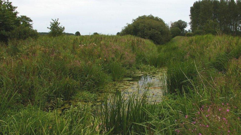 Minsmere