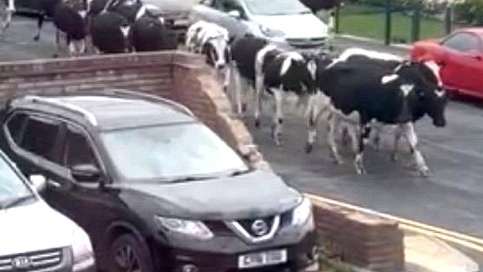 Cows walking down a street in Rhostellyn