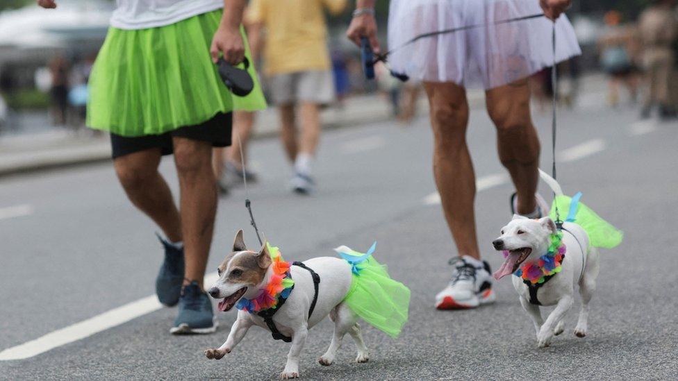 Dogs in costumes