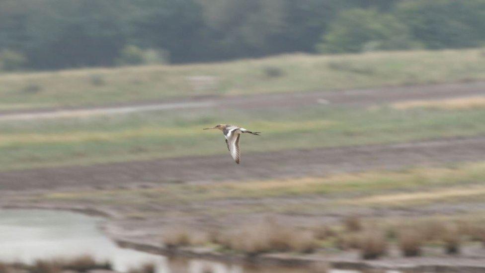 Project Godwit headstarted bird at WWT Steart Marshes