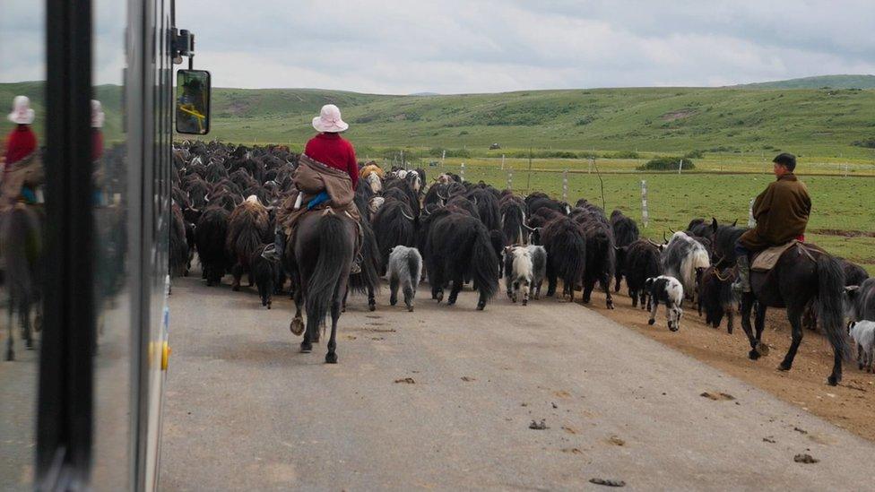 Photograph from a tourist bus of yaks and herders going past