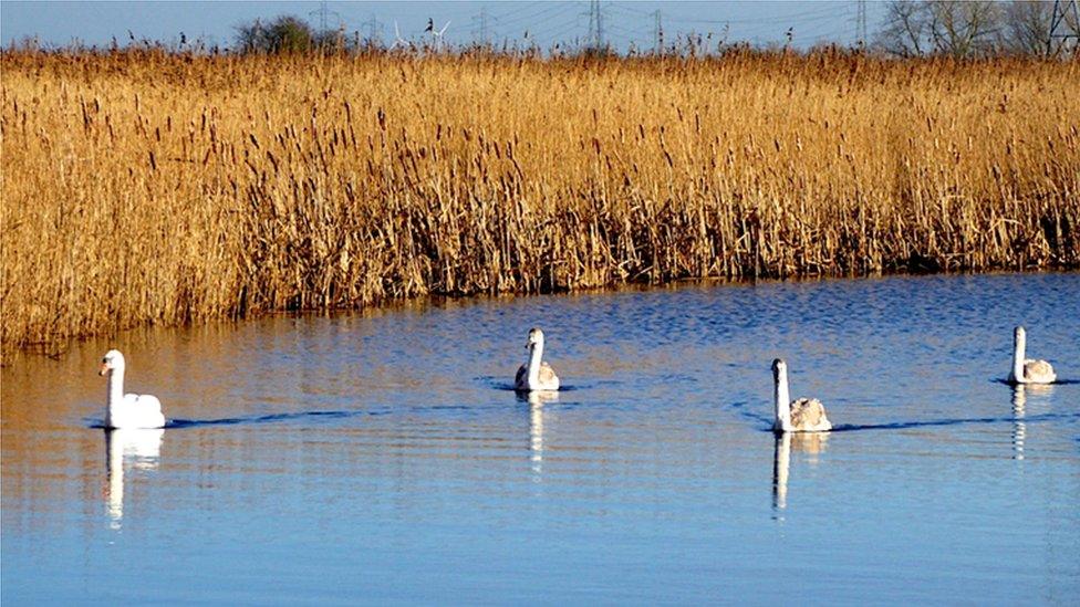 Swans on the water in Newport's wetlands