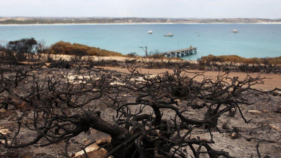 Scorched bushland next to Vivonne Bay in Kangaroo Island