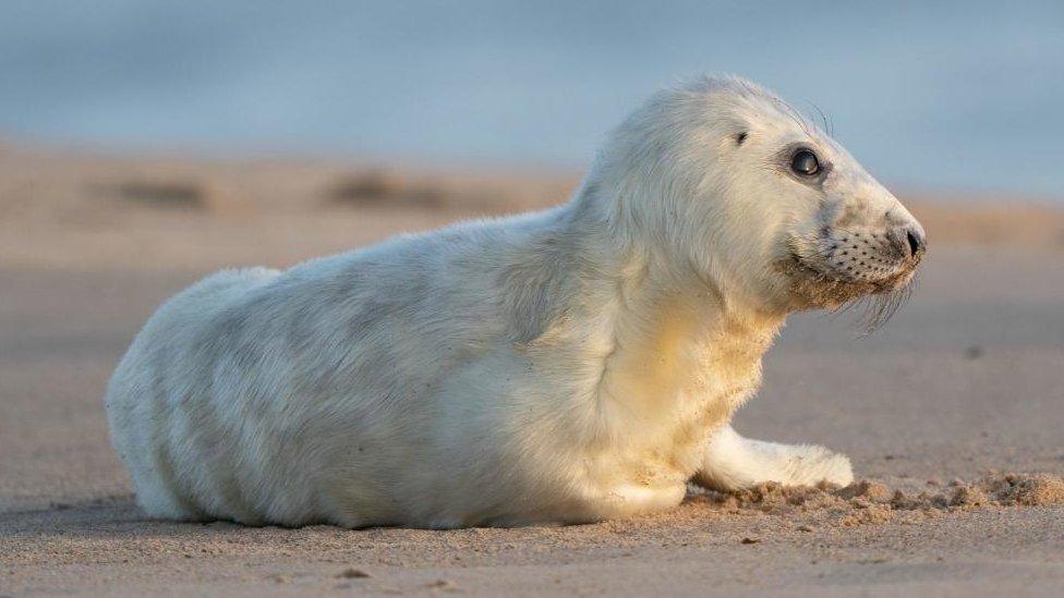 Grey seal pup