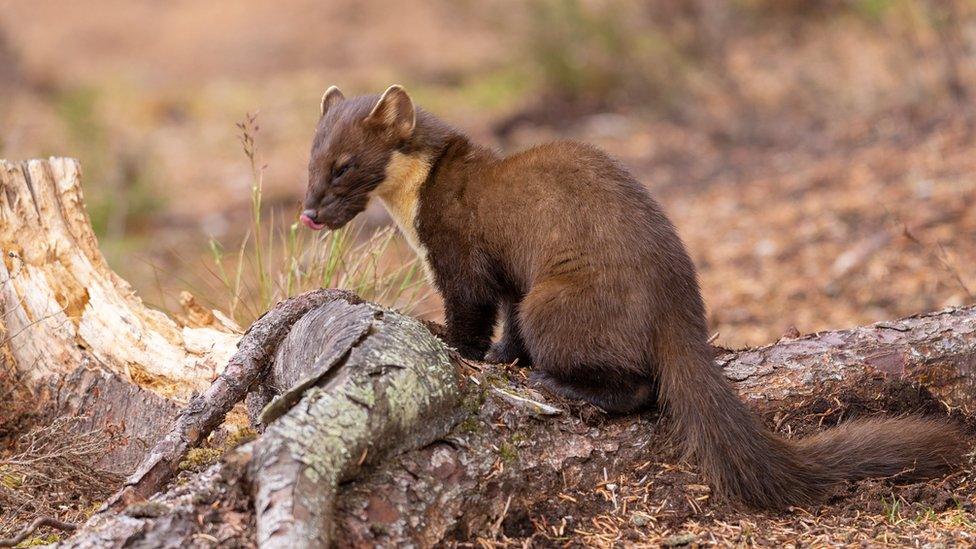 Pine Marten