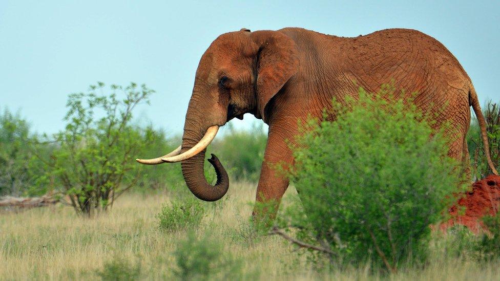 Africa elephant