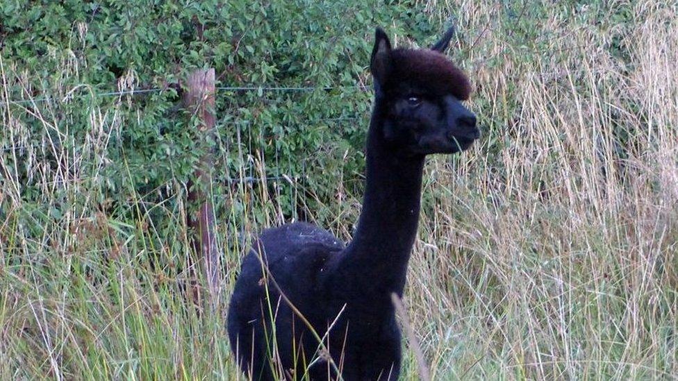 Geronimo the alpaca