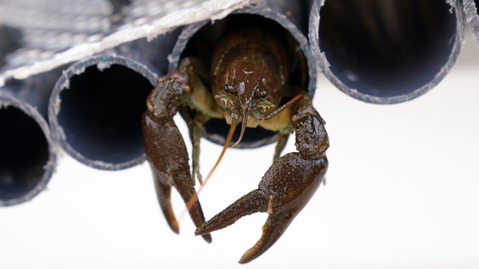 White-clawed crayfish in a tube