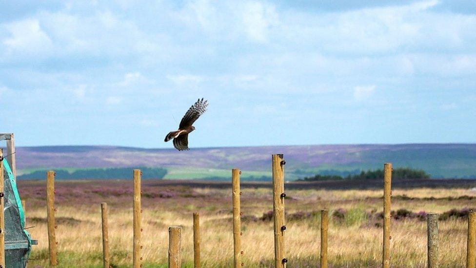 An image of a hen harrier flying over the moorland