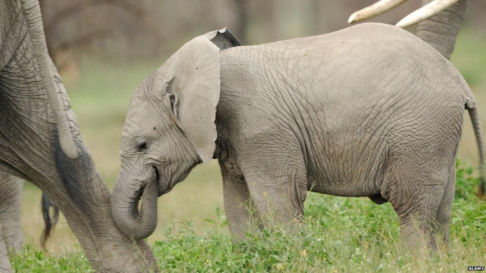 Baby elephant nudging its mother