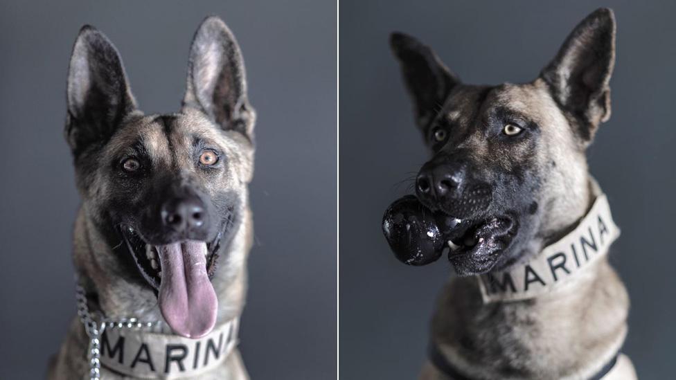 Two Mexican navy rescue dogs pose for the camera of Santiago Arau.