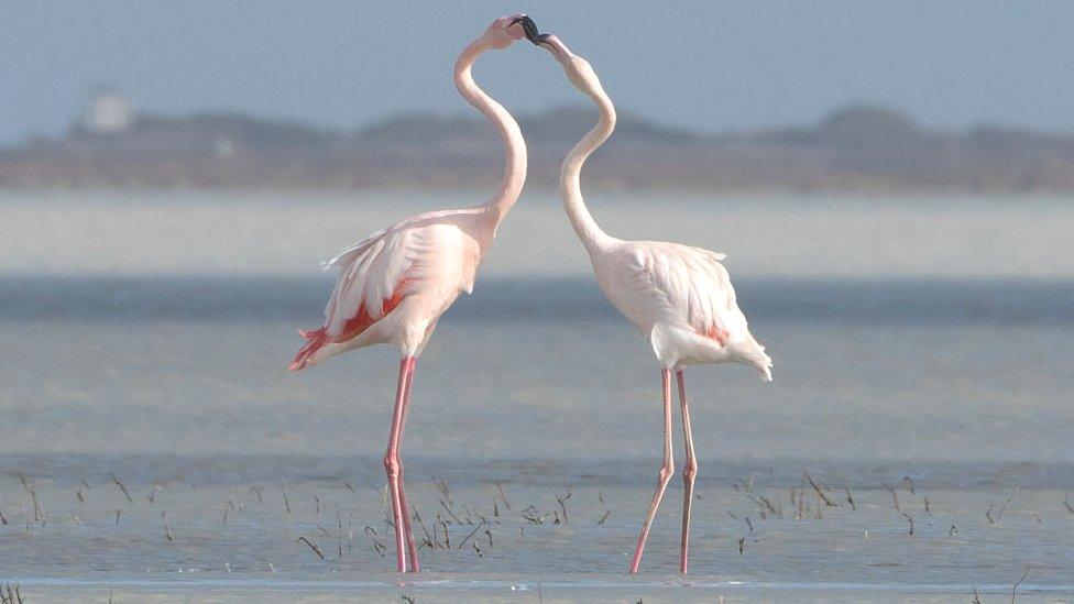 Flamingos in a salt lake in Limassol, Cyrprus