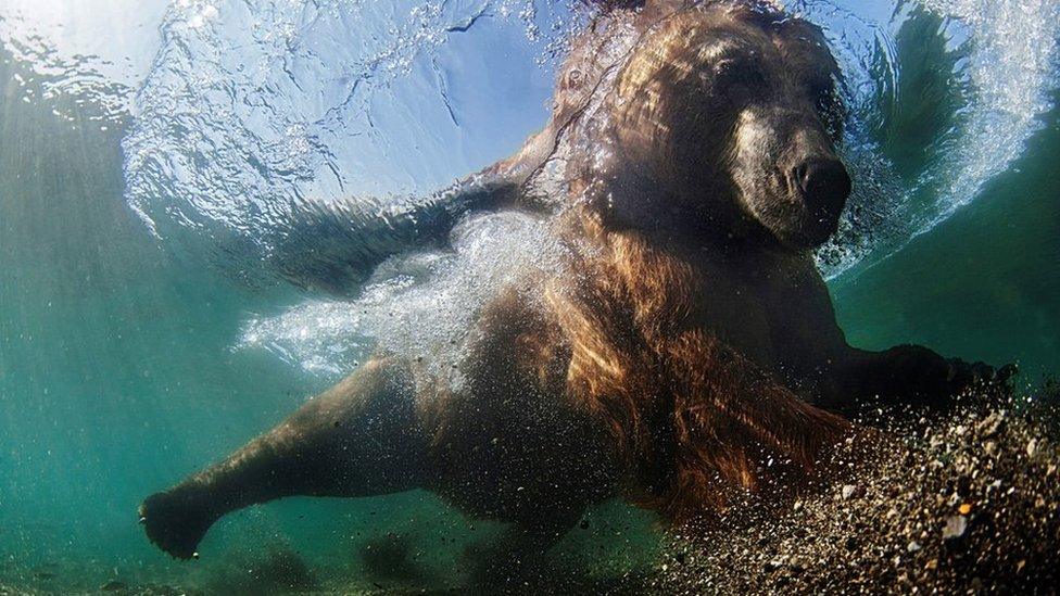 Mike Korostelev underwater image