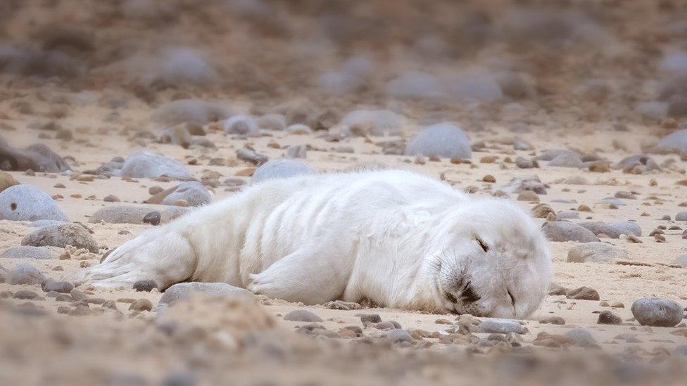 First grey seal pup of the 2022 season at Blakeney Point, Norfolk