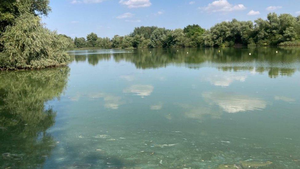 Lake with algae on the surface