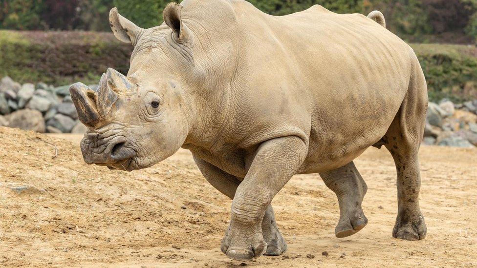 A white rhino walking while at Colchester Zoo in Essex