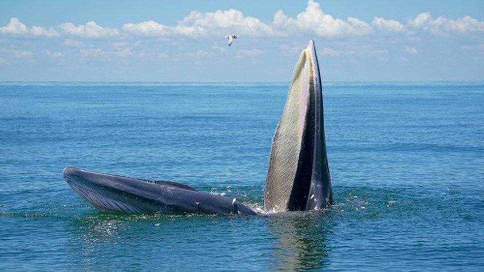 blue whale with mouth open