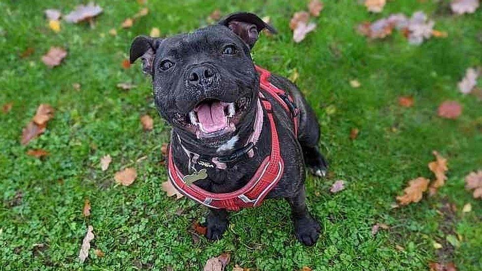 A black Staffordshire bull terrier