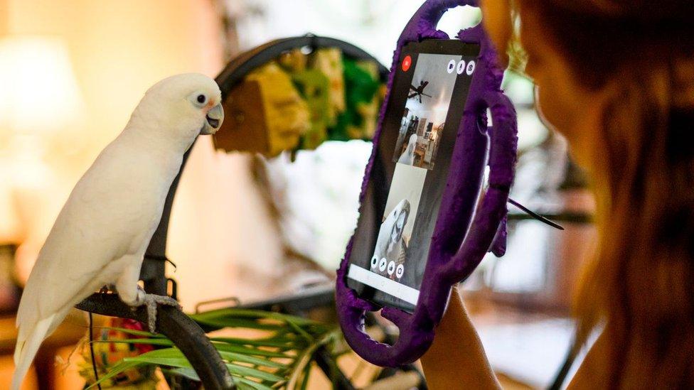 Parrot looking at tablet video calling another parrot