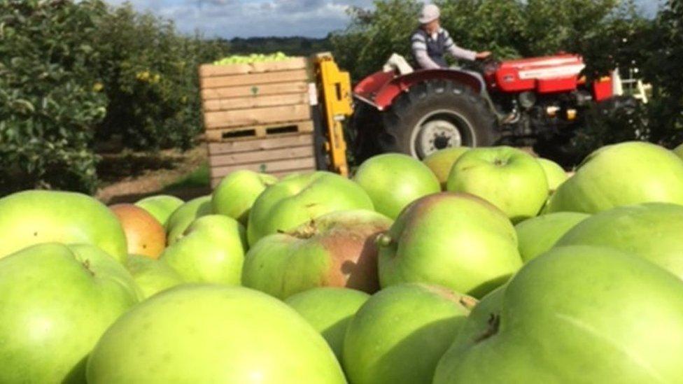 Fruit harvesting