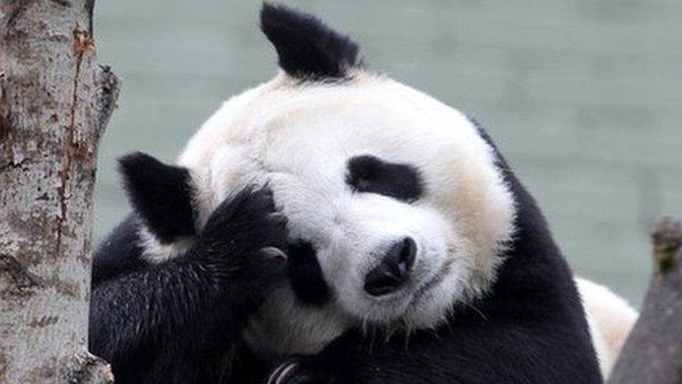 Tian Tian