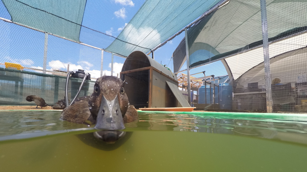 Pochard in captivity