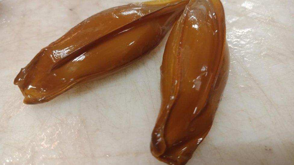 Ghost shark egg capsules