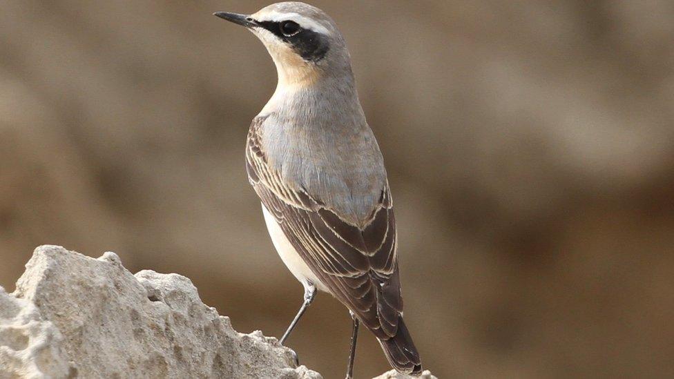 A northern wheatear