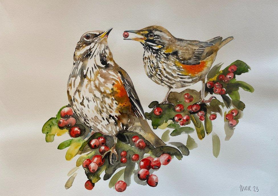 Redwings Munching On Berries by Jim Moir