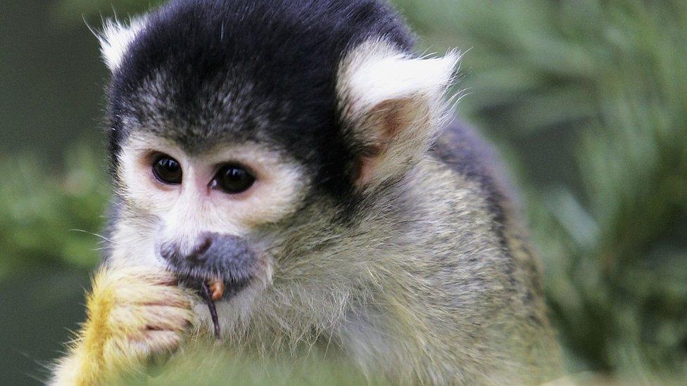 Bolivian squirrel monkey