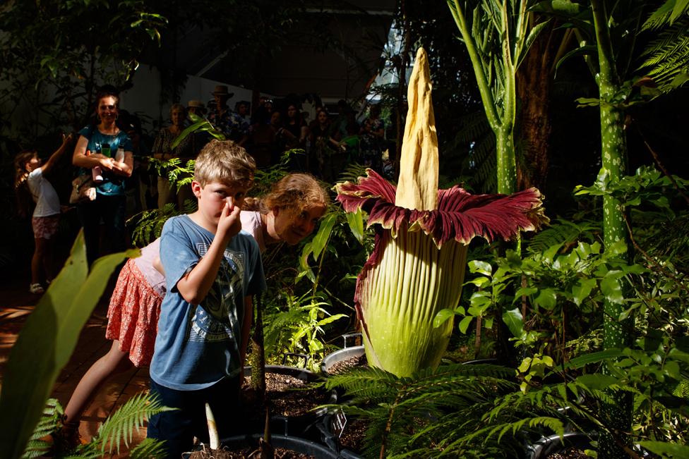 A young boy reacts to the strong smell as visitors look at the Titan Arum, aka Corpse Flower, as it begins to bloom at the Adelaide Botanic Gardens in Adelaide, Australia.