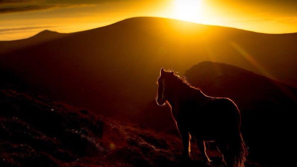 Pony at sunset