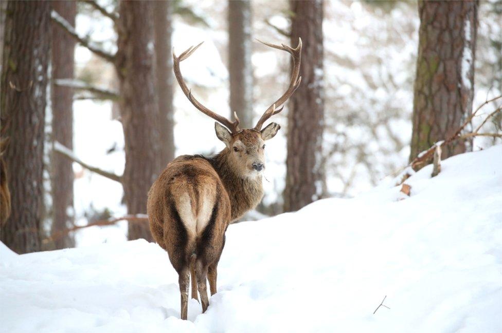 red stag