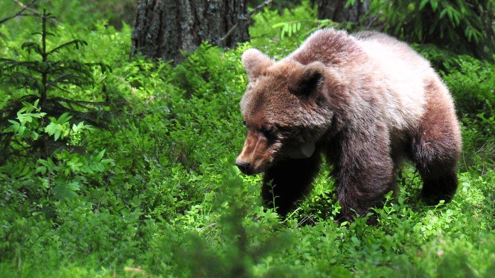 brown bear in forest