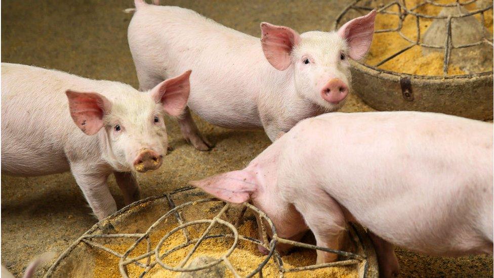 Piglets are seen at a pig farm on May 13, 2020 in Bijie, Guizhou Province of China.