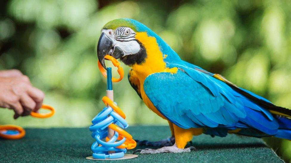 Skipper Blue the Macaw